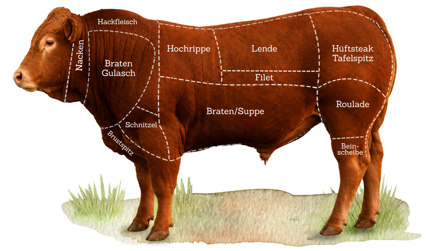 Limousin-Rinder auf der Weide Killinger Hof Zenting Niederbayern